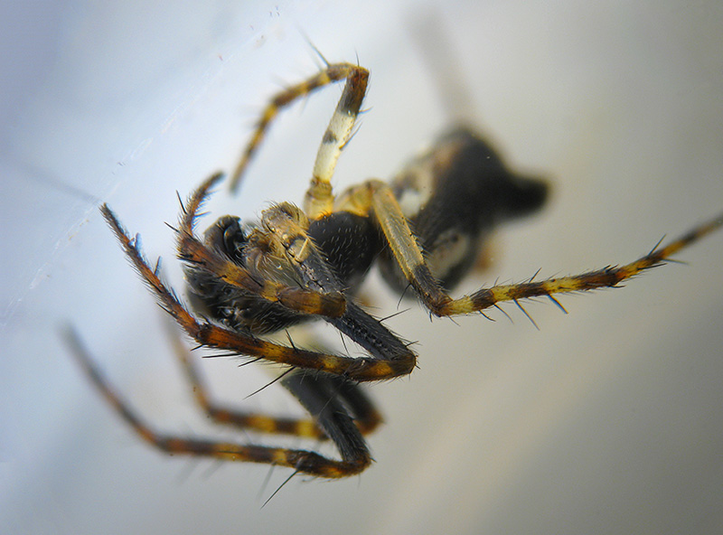 Maschio di Cyclosa conica ?